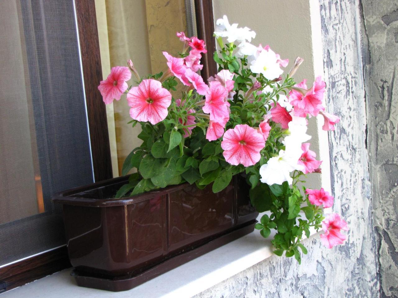 Guesthouse Petra Veliko Tarnovo Ngoại thất bức ảnh